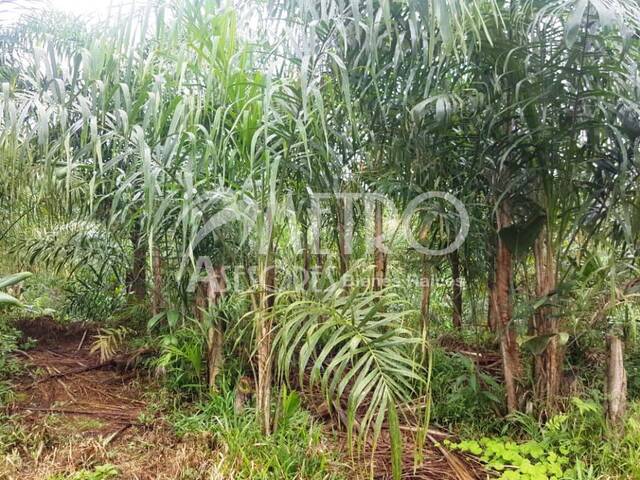#470 - Terreno para Venta en San Miguel De Los Bancos - P - 2