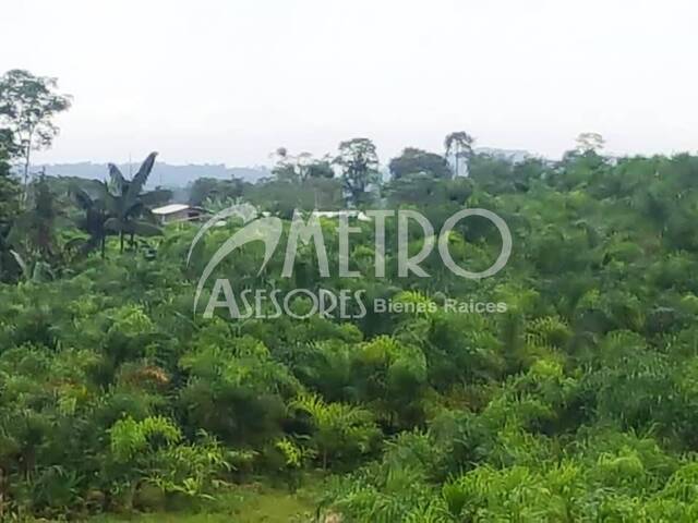 #470 - Terreno para Venta en San Miguel De Los Bancos - P - 1