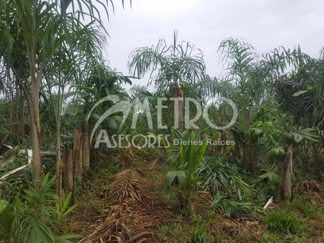 #1318 - Granja  Finca para Venta en San Miguel De Los Bancos - P