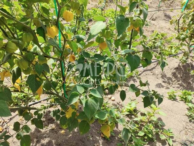 #1510 - Terreno para Venta en Quito - P