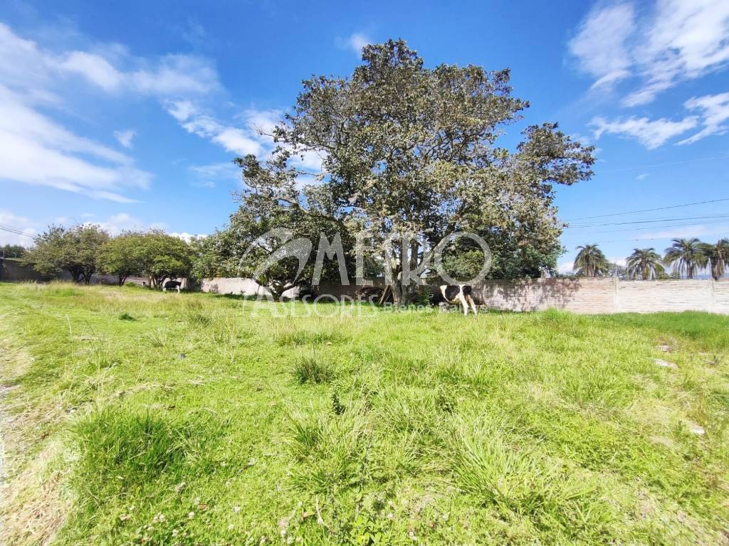 Terreno en venta 1.750 m2 en Puembo